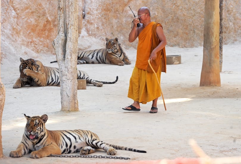 Elviszik a nagymacskákat a híres thaiföldi Tigris Templomból