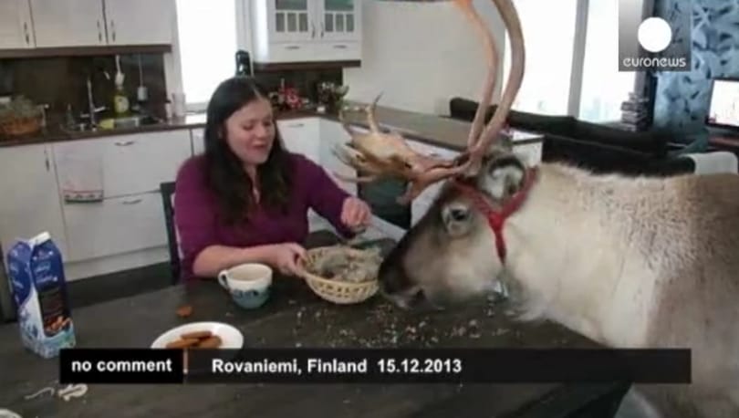 Elképesztő videó: a tévé előtt lazít egy háziasított rénszarvas