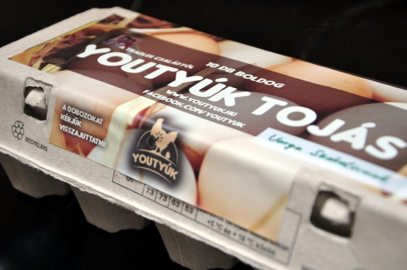 Lízingeljen tyúkot friss tojásért
