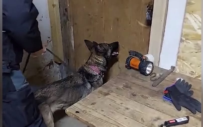 46 ezer doboz cigaretta került elő egy szabolcsi kamrából – videó