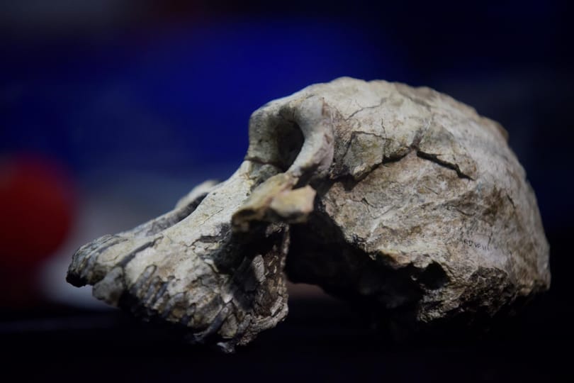 Találtak egy 3,8 millió éves koponyát, amely megmutatja, milyenek voltak az elődeink elődei