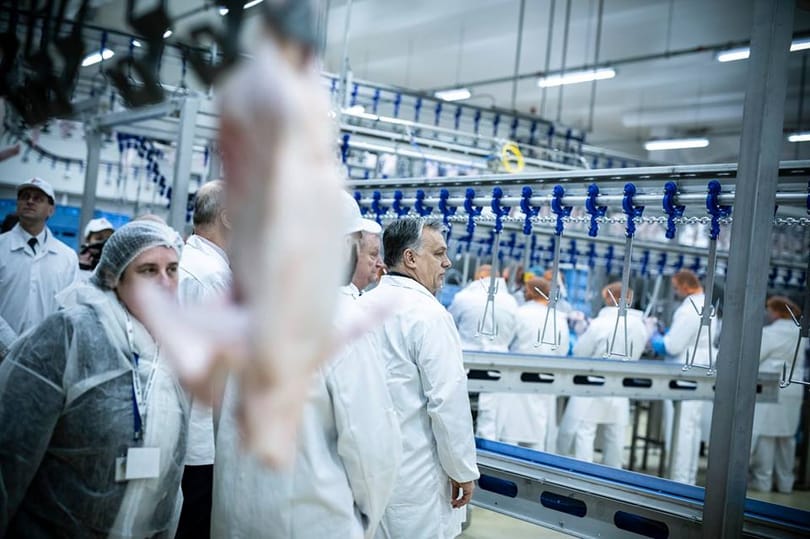A baromfisok tüntetni készülnek, az agrárminiszter szerint erre nincs okuk