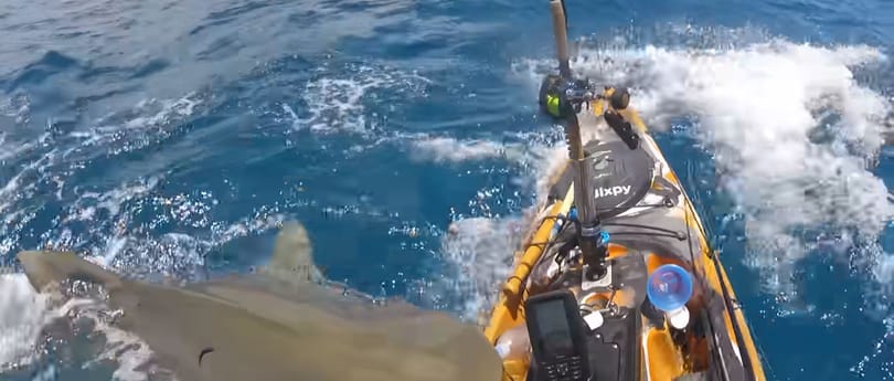 Videón, ahogy tigriscápa támad egy kajakra Hawaii közelében