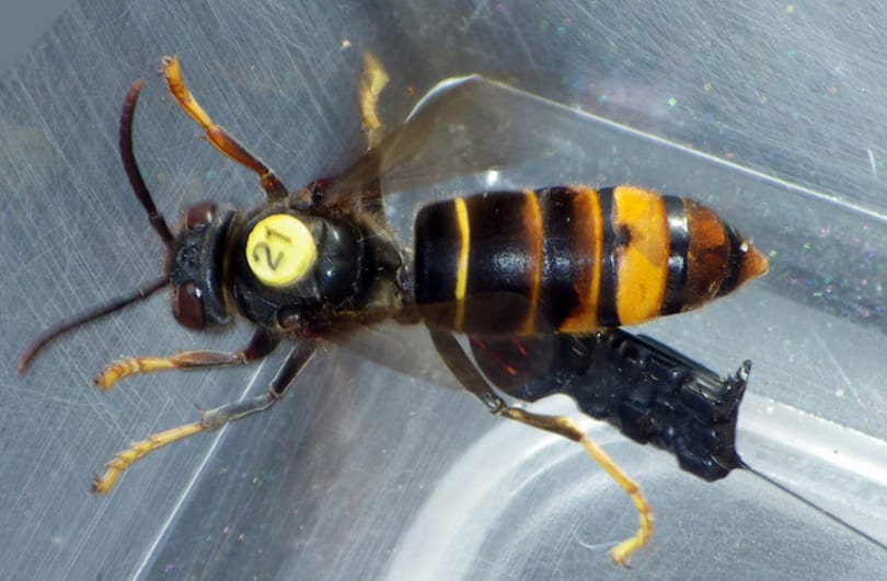 Jeladókat varrtak a 2,5 centis lódarazsakra, így találták meg a fészküket