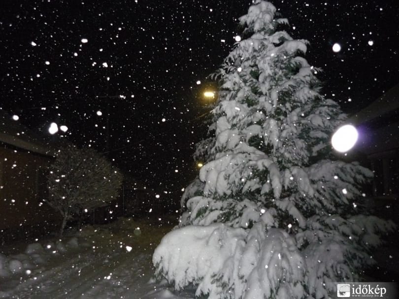Ó, Tannenbaum! - Letarolta a fél várost egy német férfi az óriási fenyőjével