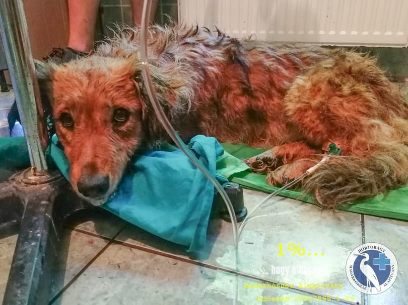 Forró autóba zárt kutyát mentettek meg a Hortobágyi Madárkórház munkatársai