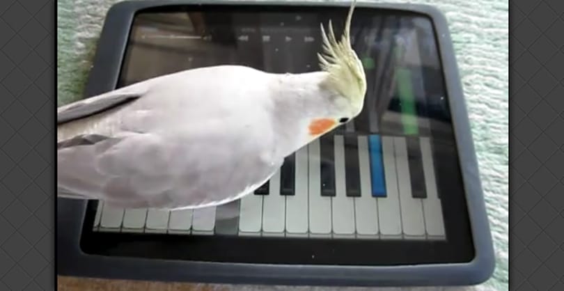 Ez nem mindennapi: papagáj zongorázik az iPaden [videóval]