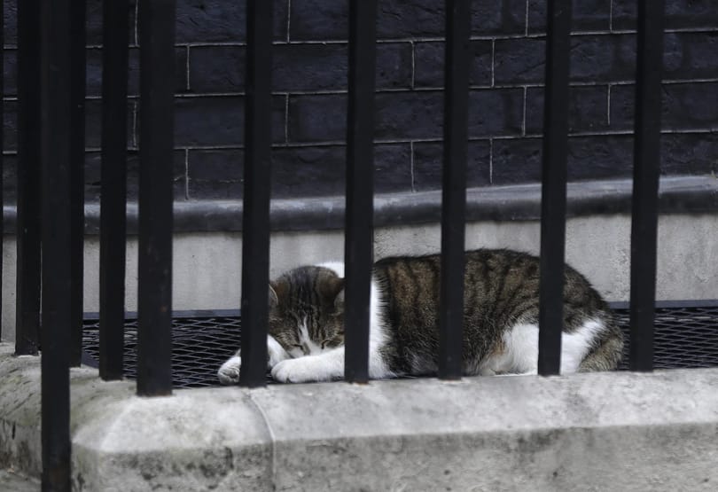 Kamerák előtt kergetett meg egy galambot a Downing Street macskája