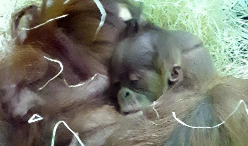 Újabb orangutánbébi született Budapesten, a szerencsések meg is pillanthatják