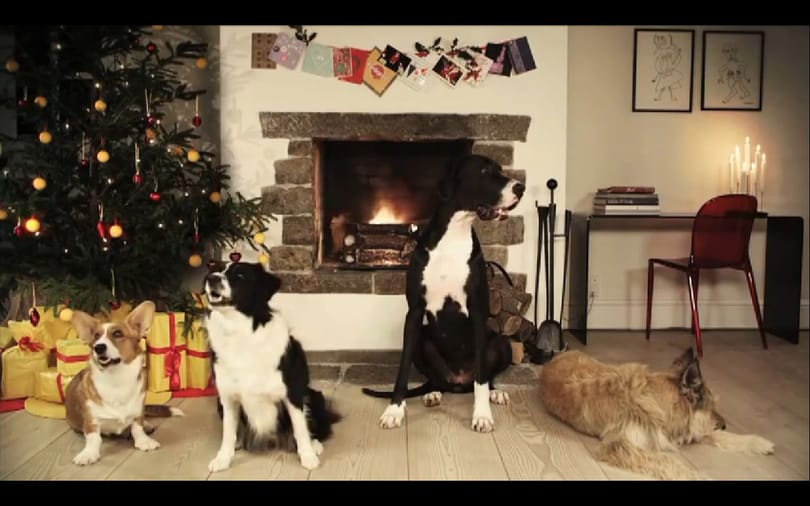 Karácsonyi vakkantások - Jingle bells kutyahangra
