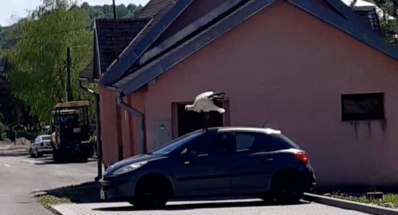 Gólya tartja rettegésben egy szlovákiai falu autósait