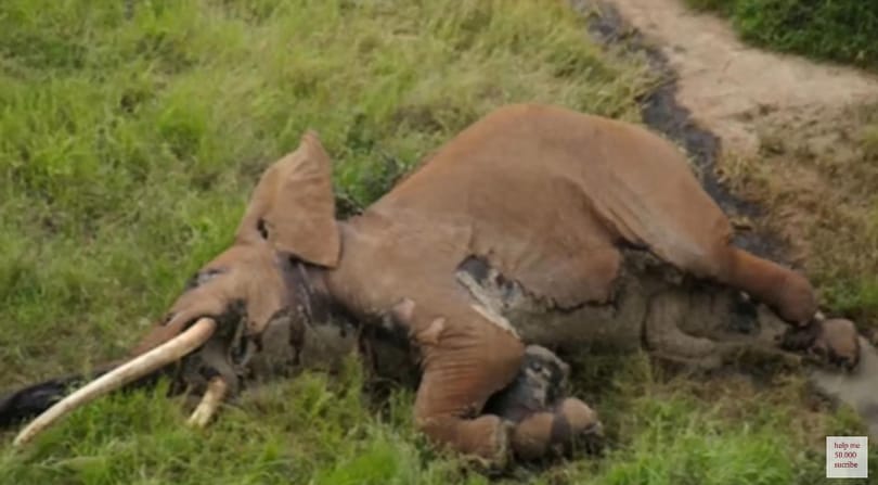 Mérgezett nyíllal végezték ki Afrika leghatalmasabb elefántját