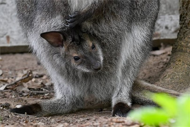 Kengurubébi a debreceni állatkert új lakója