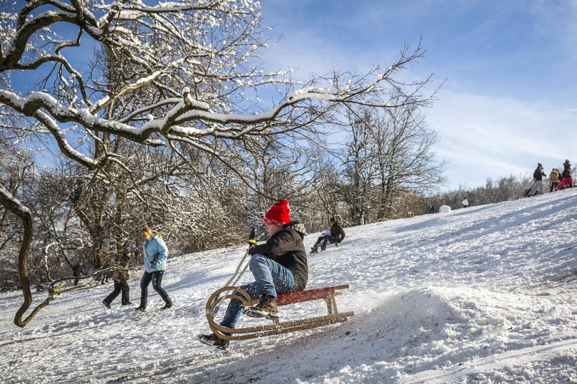Megrohanta a Normafát a nép, csurig megteltek a parkolók