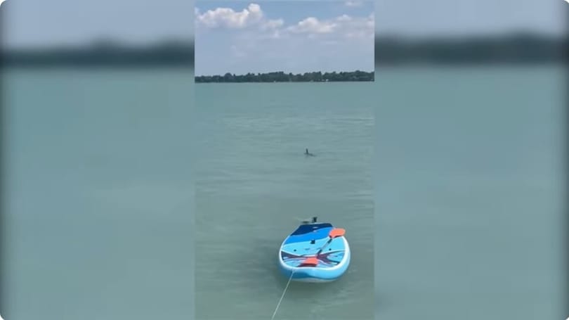 Videóra vették a Balaton cápáját
