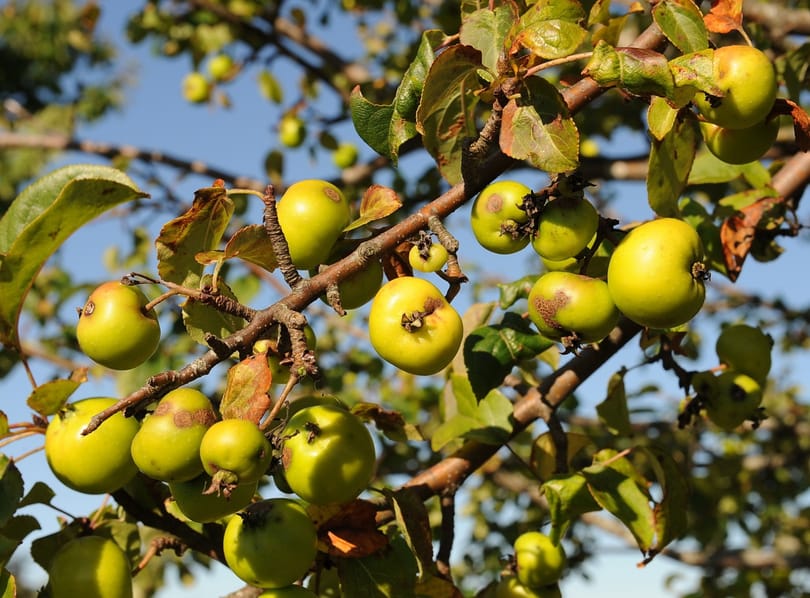 Csak úgy vigyorog az év fájának gyümölcse
