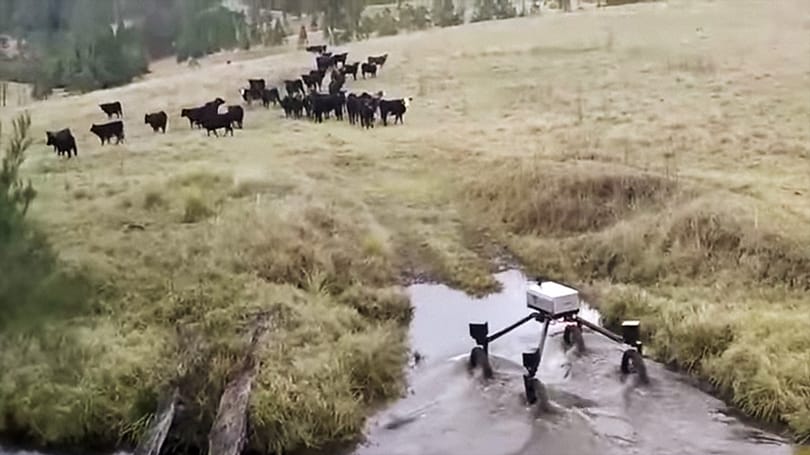 A juhászkutyáknak is befellegzett, jönnek pásztor robotok – videó