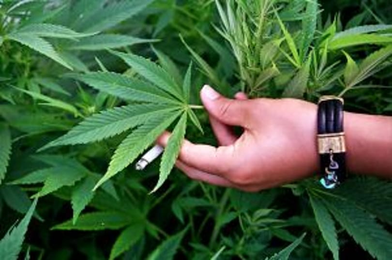 Nézőpont: Másfél millió ember támogatná a marihuána legalizálását Magyarországon
