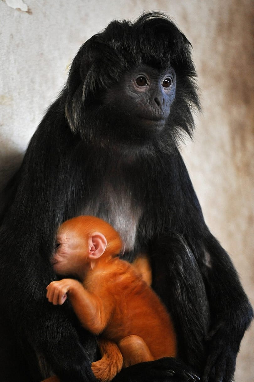 Így öleli kölykét a budapesti jávai langur - fotó