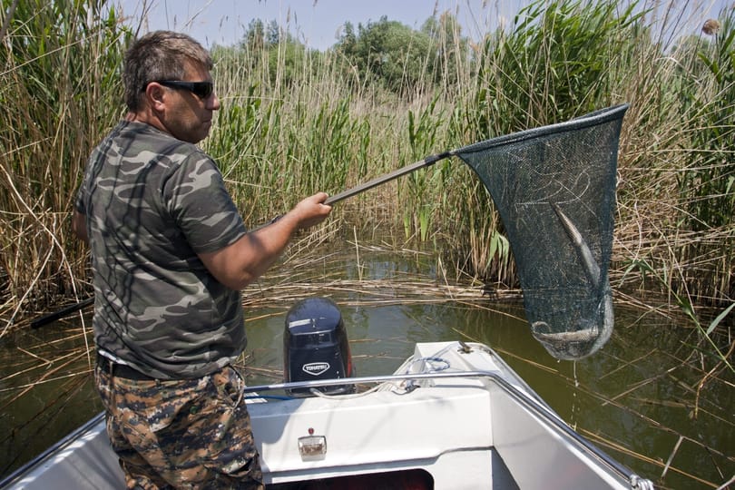 Exportra is viszik a nádat a Kis-Balatonról