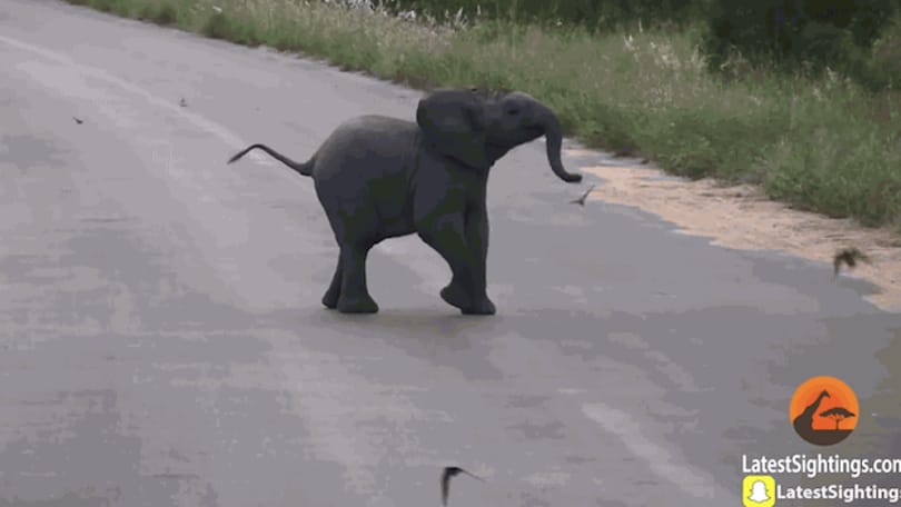 A madarakkal játszadozó kiselefántnál ma már nem lesz cukibb - videó