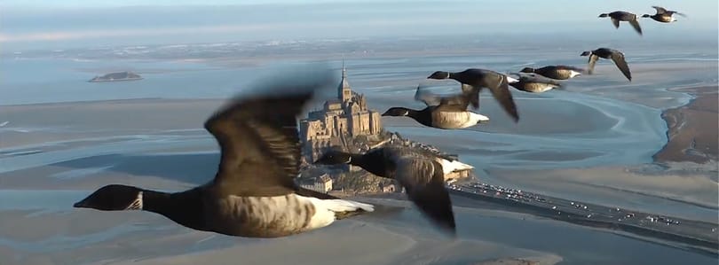 Páratlan felvételeket készít a madarak vonulásáról egy férfi – videó
