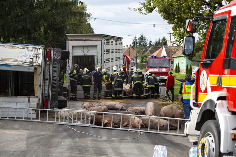 Felborult egy sertésszállító kamion Böhönyén, több állat elpusztult