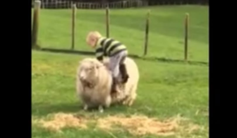 Videó: A kisfiú azonnal megbánja, hogy megpróbált juhon lovagolni