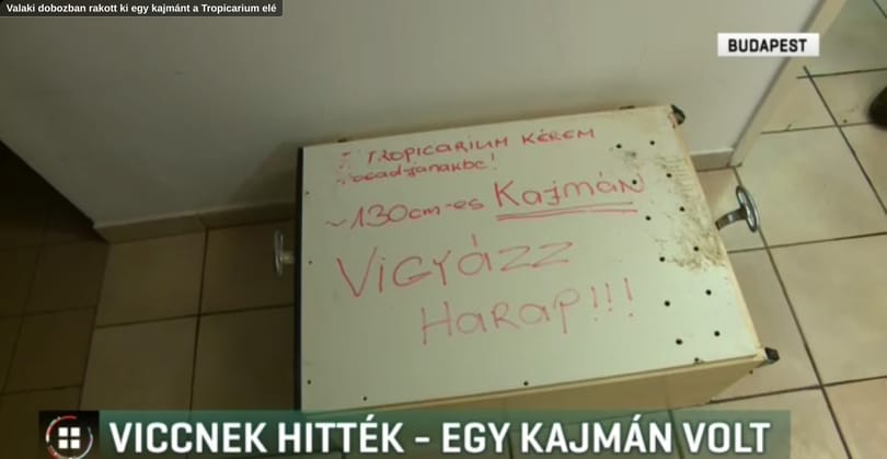 Valaki csak úgy ott hagyott egy kajmánt a Tropicarium előtt