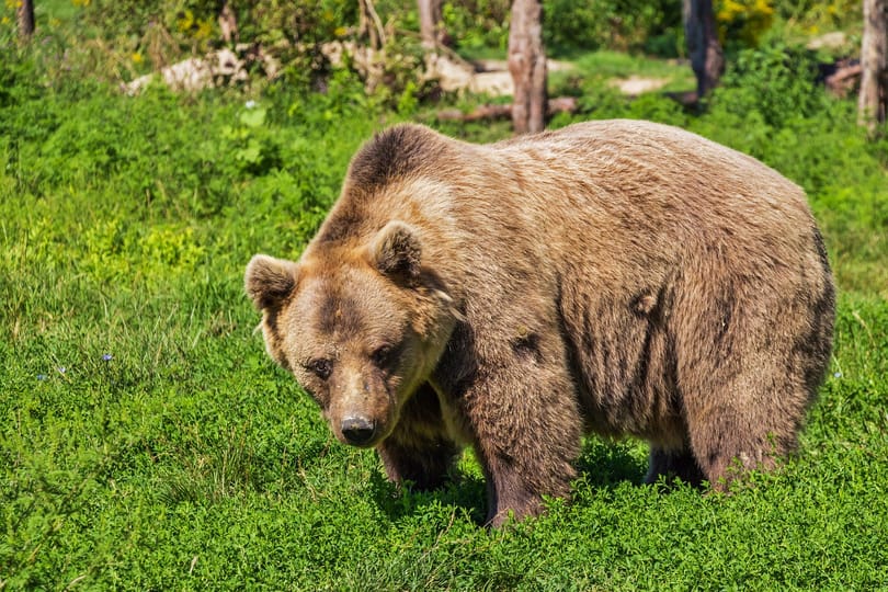 Medvetámadásban halt meg egy túrázó Görögországban