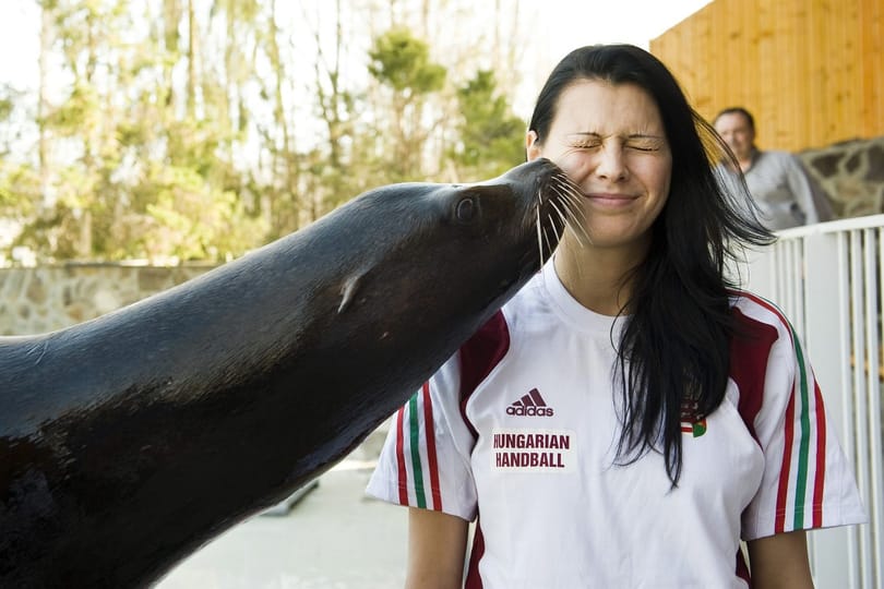 Kienné a pénztárcájából egy oroszlánfóka