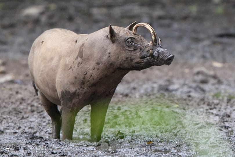 Ritka felvételek készültek a 