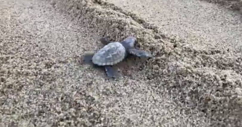 Elkezdtek kikelni a teknőcbébik az olasz strandokon – videó