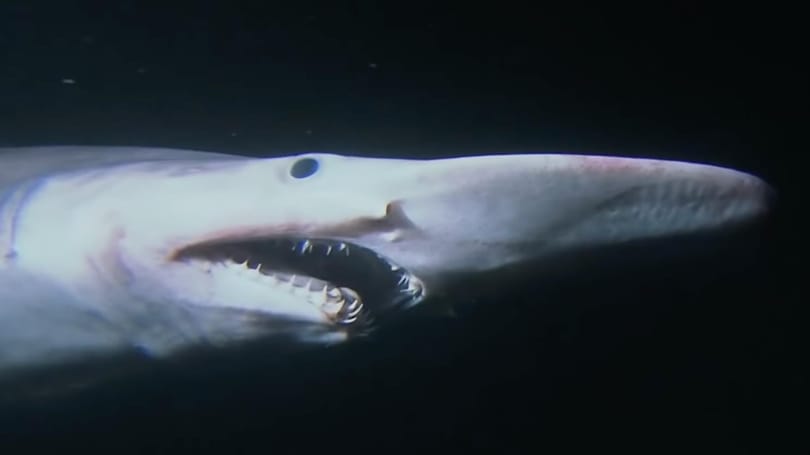 Rendkívüli felfedezésnek számított a Görögországnál látott koboldcápa, most kiderült, csak egy műanyag játék lehetett