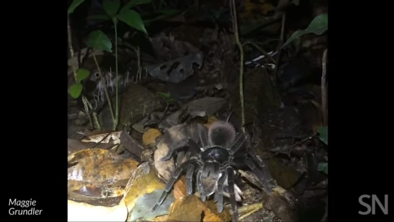 Oposszumot elejtő tarantulát videóztak a perui esőerdőben