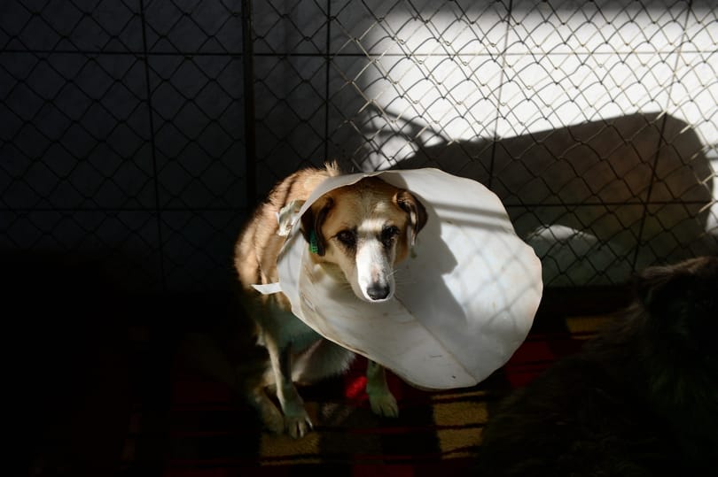 Láncra kötve vonszoltak egy félholt kutyát Apcon, a postás mentette meg