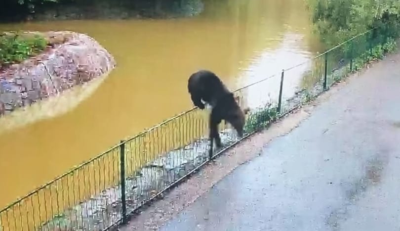 Videón a marosvásárhelyi állatkertbe beszökő medve, aki szétmarcangolt egy őzet