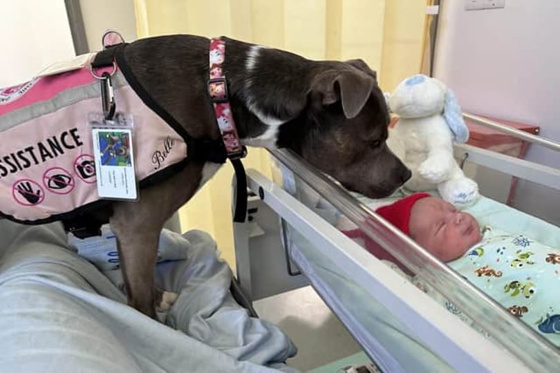 A szülészetre is elkísérte gazdáját Belle, a segítőkutya