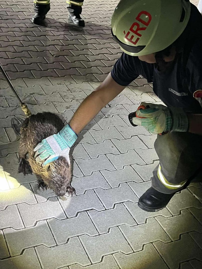 Hódot mentettek a tűzoltók, verset is írtak róla