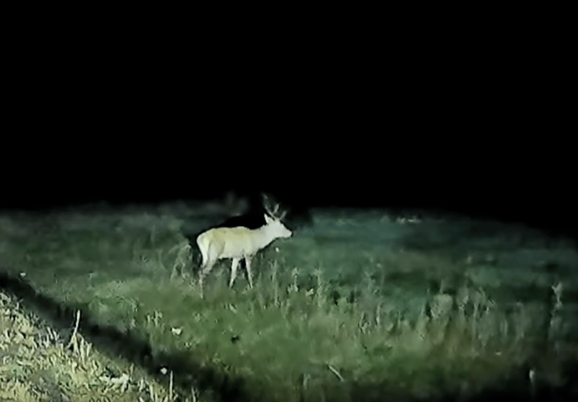 Az egyik autó ütötte el a szarvast, ami a másik autó utasterébe csapódott, válságos állapotban a sofőr