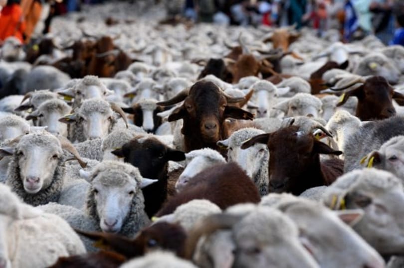 Egyetlen autóval elloptak 28 birkát Öregcsertőn