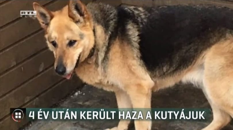 Négy év után találták meg egy budapesti család kutyáját