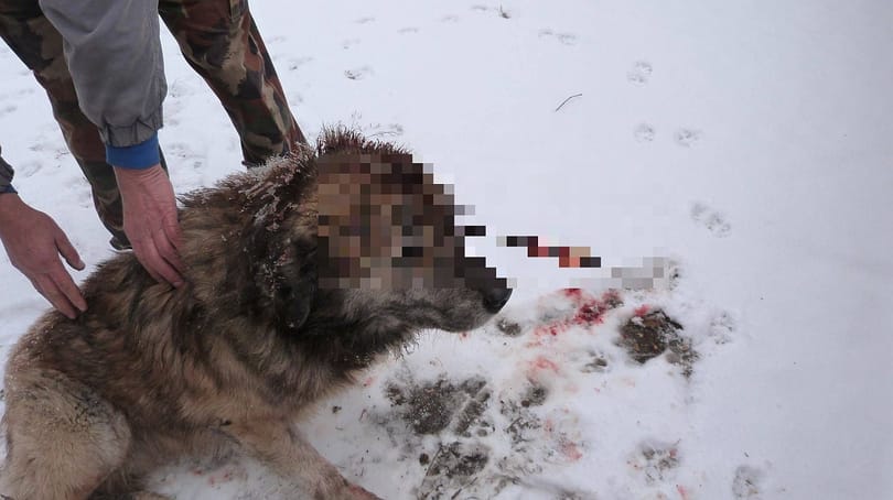 18+ fotók: Nyíllal lőttek fejbe egy kutyát Isaszegen