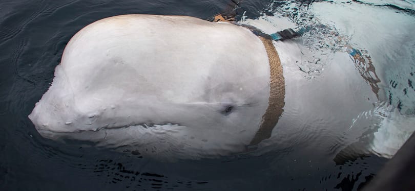 Félő, hogy nem tudja magát ellátni a norvég partoknál talált szelíd delfin