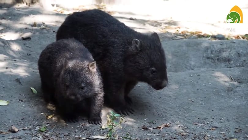 Videó: Így telik a budapesti vombatcsalád egy napja
