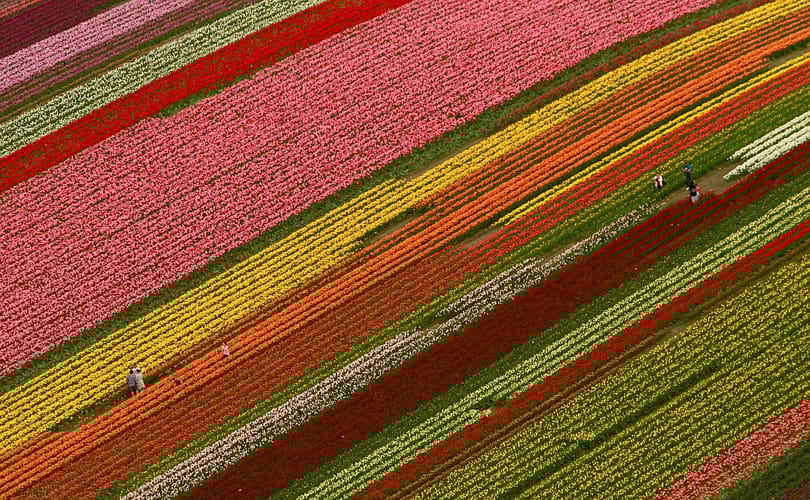 A nap képe: tulipánok közt Washingtonban