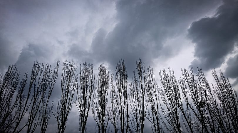 Szép ígérettel kecsegtet a városligeti fákat átültető cég