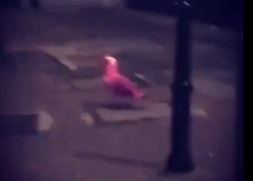 Pink sirály tartja lázban egy angol város lakóit - videó