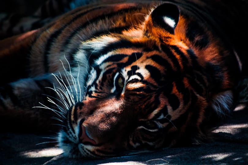 Párt kapott a veszélyeztetett tigris a londoni állatkertben, de az inkább megölte