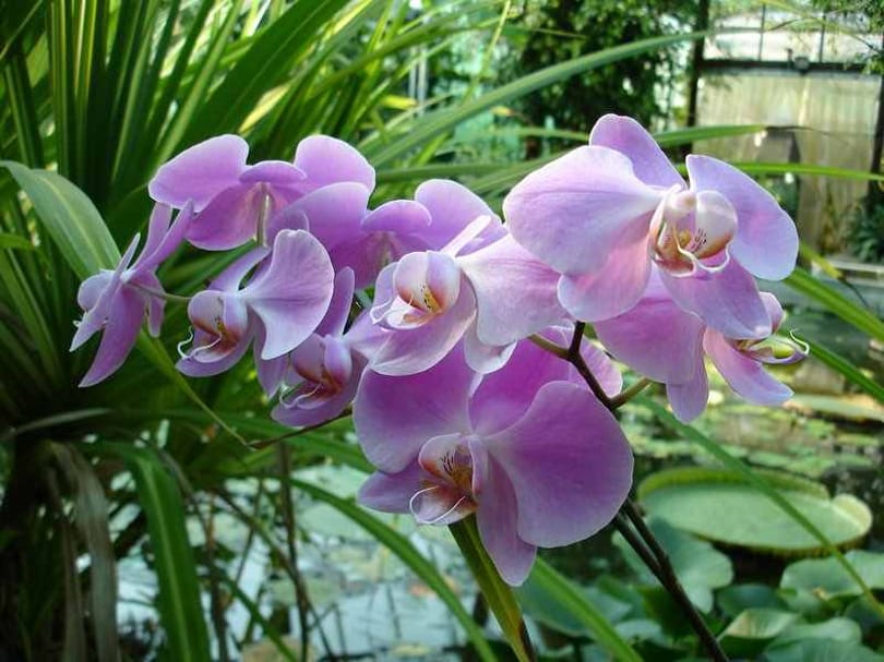 Hogyan neveljünk orchideát otthon? Kertész tippek